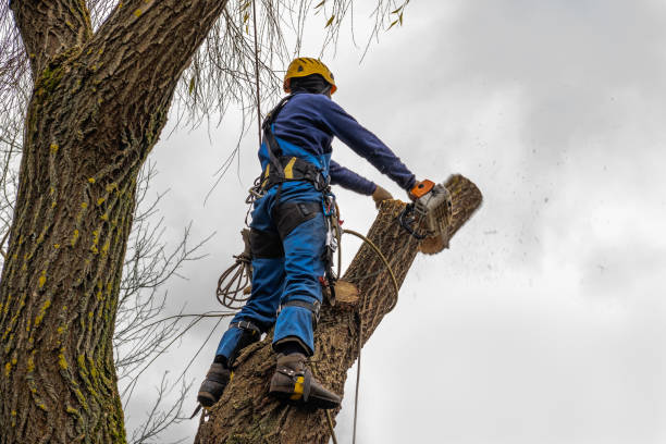 The Steps Involved in Our Tree Care Process in Dearborn Heights, MI